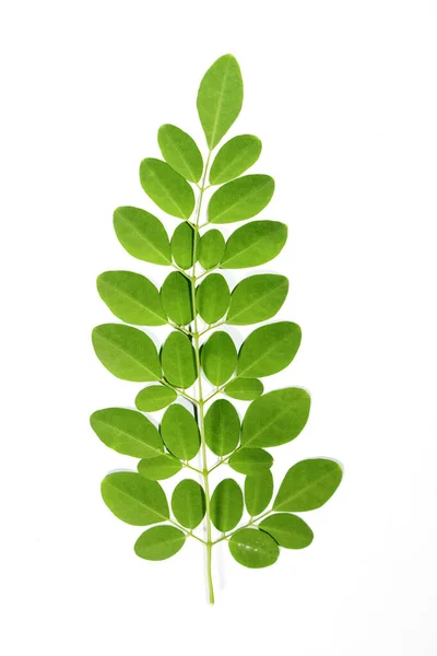 Çubuk Yapraklar, Moringa Olefera, Moringa Beyaz bir arkaplanda Bırakıyor