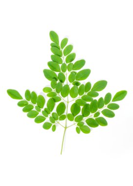 Çubuk Yapraklar, Moringa Olefera, Moringa Beyaz bir arkaplanda Bırakıyor