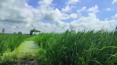 Gökyüzü ile pirinç tarlasında zaman aşımı atışı. Bulutlar hızlı hareket ediyor. Yeşil pirinç tarlası..
