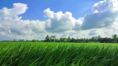 Güneşli bir günde pirinç tarlasında hava esiyor. Yeşil pirinç tarlası.
