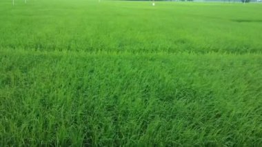 Güneşli bir günde pirinç tarlasında hava esiyor. Yeşil pirinç tarlası.
