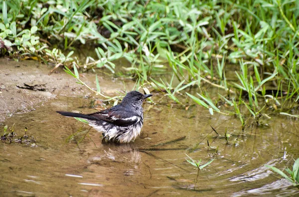 Oriental Magpie Robin Water Copsychus Saularis — Stock Photo, Image