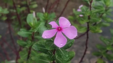 Güzel Catharanthus Roseus Periwinkle Çiçekleri Doğal Yeşil Bahçede Zarifçe Çiçek Açar.