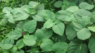 Kâtip Talihsiz Bhaat Çiçekleri Yeşillik Yeşil Tropikal Güneş Işığı Altında Çiçek Açıyor.