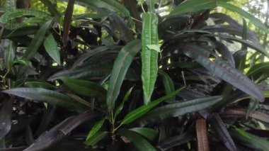 Canlı Değişken Croton Kodiaeum Varyasyonu Yeşil ve Kırmızı Renkleri Gösteren Yapraklar.