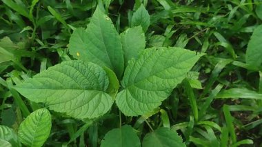 Çiçek açan katip talihsiz Bhaat Çiçekleri Bahçede Yeşil Yapraklarla çevrili.