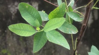 Uzun Okaliptüs Robusta Bataklık Maun Ağacı Yeşillik Yaprakları ve Doğa Kabuğuyla.