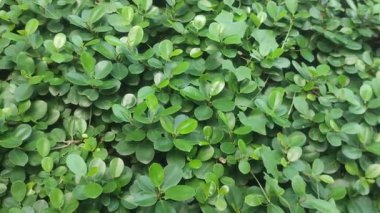 Görkemli Ficus Microcarpa Geniş Yapraklı ve Bükülmüş Hava Köklü Çin Banyan Ağacı.