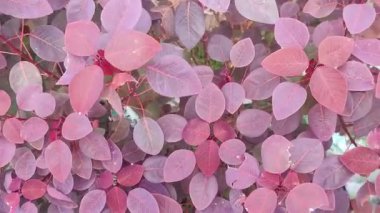 Kızıl Yapraklı Tropikal Tütsü Bitkisi ve Parlak Işık Altında Berrak Yapraklar.