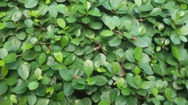 Ficus Microcarpa Çin Banyan Ağacı Yoğun Yeşil Kanopi ve Tropikal Bahçede Hava Kökleri.