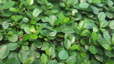 Ficus Microcarpa Çin Banyan Ağacı Kalın Yeşil Yapraklar ve Yayılan Dallar.