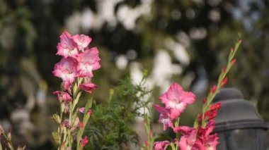 Canlı Gladiolus Komünist Çiçekleri Yeşil Bahçe Yeşilliği ile Parlak Pembe Tonları Açar.