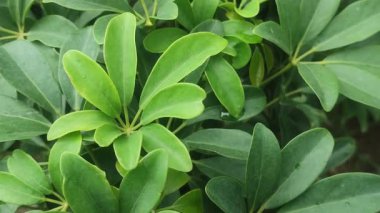 Heptapleurum Arboricola Cüce Şemsiye Ağacı Parlak Yeşil Yapraklar ve Tropikal Bahçe Yaprakları.