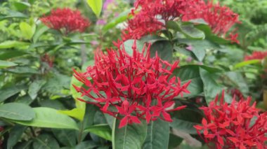 Çiçekli Ixora Chinensis Çin Ixora Çiçekleri Parlak Kırmızı Yapraklar ve Yeşil Yapraklar.