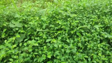 Yoğun Yeşil Yapraklar Huzur ve Yaşam Dolu Doğal Tropikal Bir Sahne Oluşturuyor.