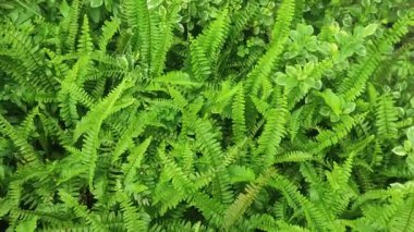 Nephrolepis Cordifolia Boston eğreltiotu Yeşiller ve Doğal Bahçede Yoğun Yapraklar.