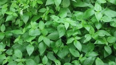 Çiçek açan Çin menekşe asististanı Gangetica çiçekleri Yumuşak lavanta yaprakları ve gür yapraklar sergiliyor.