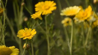 Güzel sarı papatyalar Parlak güneş ışığı altında yeşil bir çayırda çiçek açıyor.