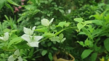 Canlı Bougainvillea Çapraz Buttiana Çiçekleri Açık Pembe Yapraklar ve Yeşil Yapraklarla Çiçek Açtı.