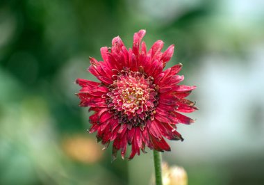 Yumuşak yeşil bir arka planda güzel açan kırmızı bir Afrika papatyası..