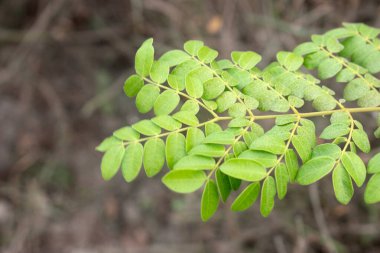 Yumuşak, bulanık bir arka planda keskin bir detay ile yeşil bir kesme fındık yaprağı yaprağı dal.
