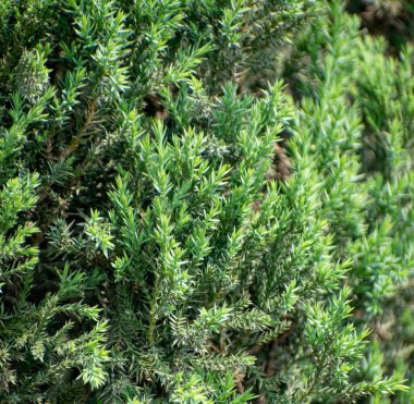 Açık havada yoğun yeşil yapraklı bir Çin ardıç bitkisi..