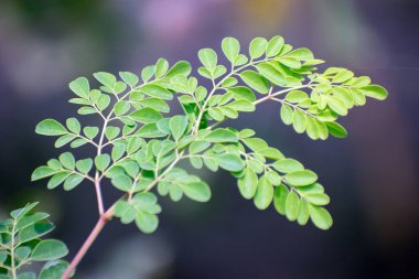 Canlı yeşil moringa yaprakları yumuşak, bulanık doğal bir arka plana karşı duruyor..