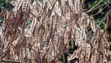 Yoğun bir orman ortamında dallardan sarkan doğal tohumlu Albizia lebbeck siris ağacı..