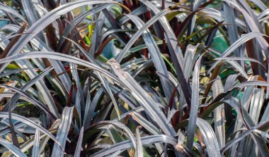 Cenchrus cupreus Foreign Fountaingrass 'ın Yoğun Düzenlemesi Doğal Dış Mekanda Güzel Değişken Örnekleri Vurguluyor.
