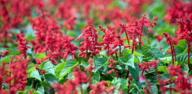 Salvia, Şenlik Ateşi Salvosu 'nu canlı kırmızı gölgelerde açan çiçeklerle görkemlendiriyor. Yeşillik Bahçesi Güzelliğini ve Doğal Çevreyi Yakalıyor..