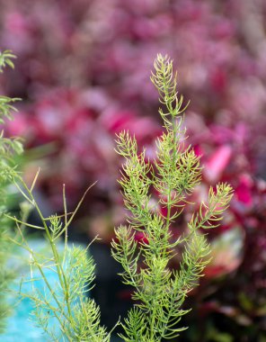Güzel Yeşil Kuşkonmaz Racemosus Fern Serene ve Doğal Doğal Sahne Sağlayan Yumuşak Renkli Bir Arkaplana Karşı Sette Kaldı.