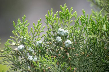 Yeşil oryantal ağaç vitae yaprakları ve doğal dallarda mavi böğürtlenler.