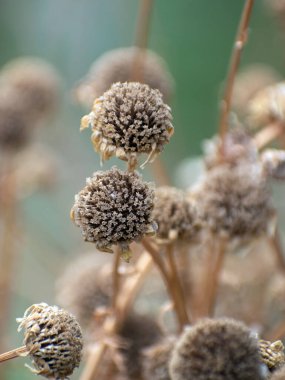 Doğal ortamında kurumuş desenli ölü Amerikan köpek otu çiçeği..