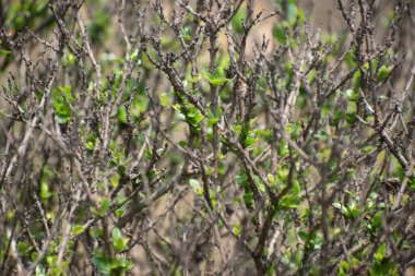 Dalların üzerinde taze yeşil yapraklar İlkbaharın yumuşak ışığında parlıyor.