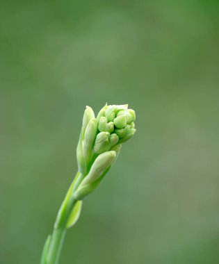 Yumuşak odaklı taze yeşil tüberküloz çiçeği tomurcuğu, bulanık doğal bir arka plan..