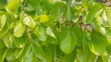 Parlak yeşil piç kurusu, güneş ışığında parlayan tropik bir ağacın yaprakları..