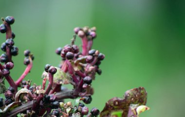 Doğada yumuşak mor tonları olan yeşil saplı Hint ıspanağı..