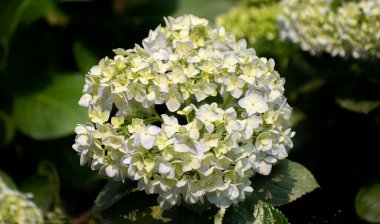 Beyaz pürüzsüz ortanca çiçeği doğada usulca açar..