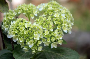 Yeşil ortanca çiçekleri şekiller gibi ince kalp oluşturur..