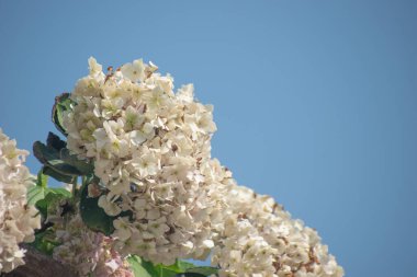 Yumuşak doğal ışıklandırmayla açan yumuşak ortanca çiçeği.