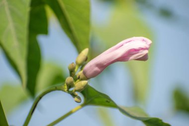 Sabah zaferi çiçekleri, doğal ışıkta zarafetle açar..