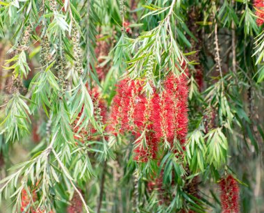 Yeşil yaprakların arasında duran kırmızı şişe fırçası çiçekleri.
