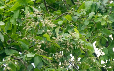 Terminali Arjuna Arjun Çiçeği Ağaçta Çiçek Açıyor