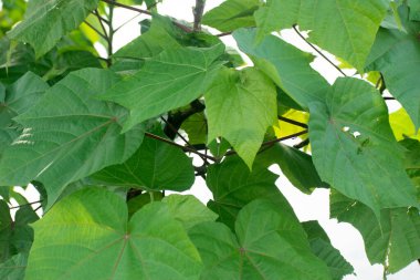 Abroma Augustum Pamuğu Devils Zengin Yeşil Botanik Dokusuyla Yapıyor