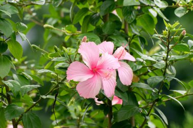Hibiscus Arnottianus Beyaz Molokai Hibiscus Çiçeği Açtı