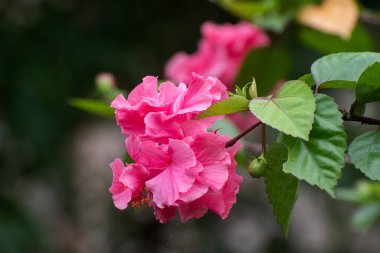 Hibiscus Fragilis Mandrinette Bitkisi Tropikal Çevrede Büyüyor