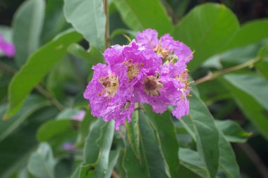 Lagerstroemia Speciosa Queens Myrtle Çiçeğini Açtı