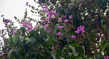 Lagerstroemia Speciosa Queens Tropikal Arazide Myrtle Ağacı 'nı Vurdu