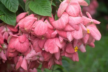 Mussaenda philippica buddhas bahçesinde yemyeşil yapraklı lamba bitkisi.