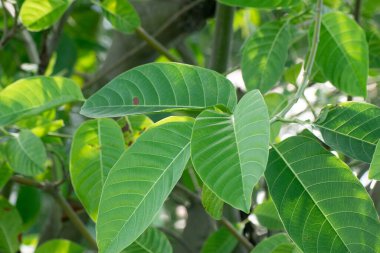 Neolamarckia Cadaba Kadam Bereketli Tropikal Yaprakları Göstererek Çıkıyor